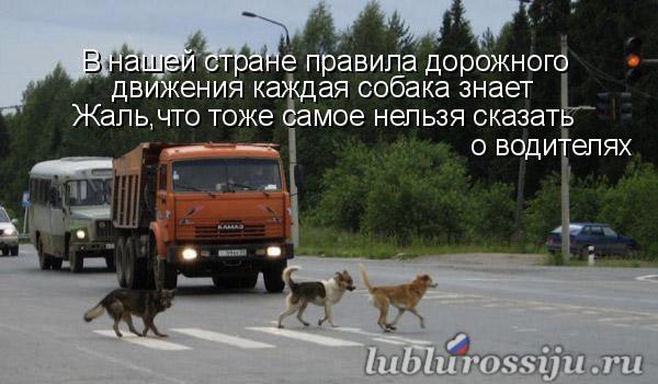 Правила дорожного движения каждая собака знает